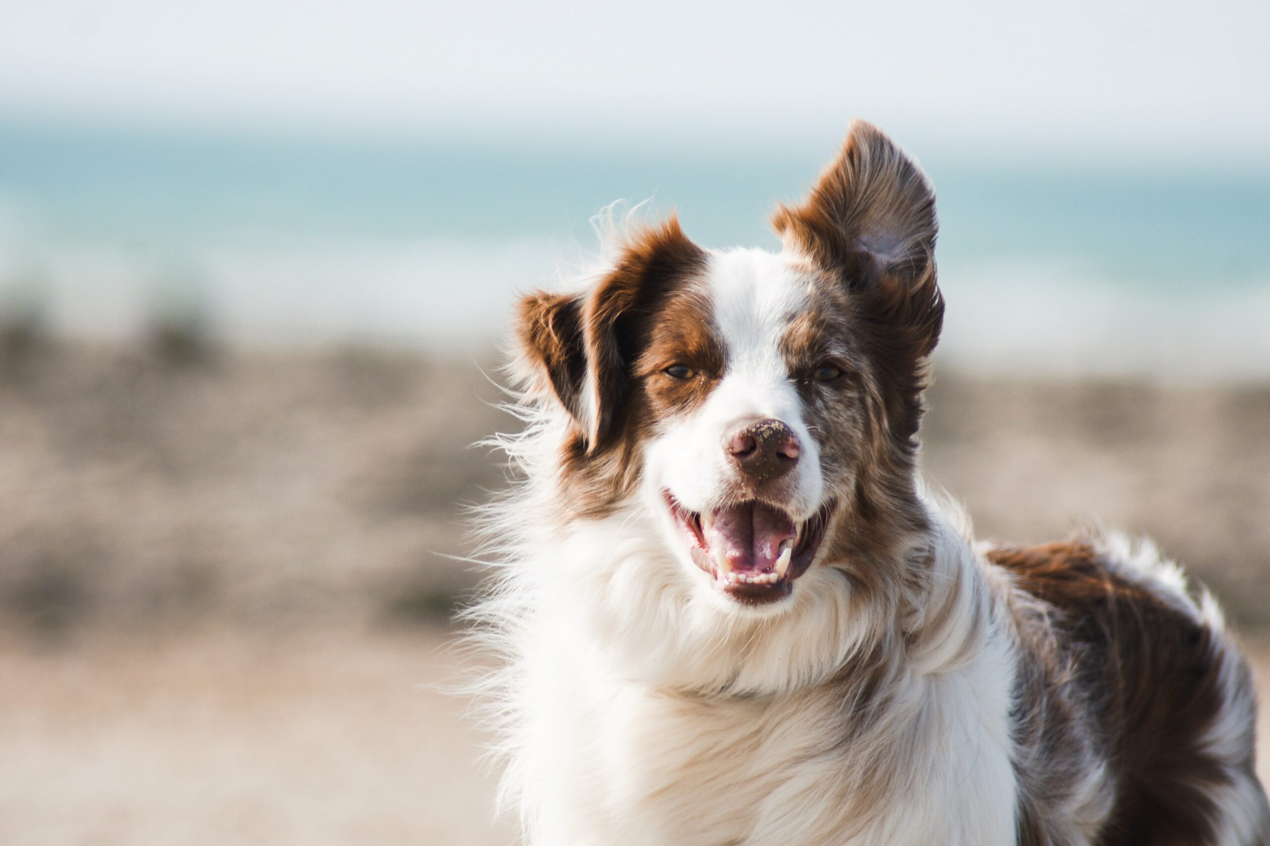 Read more about the article Bedste hundesaks i test 2026