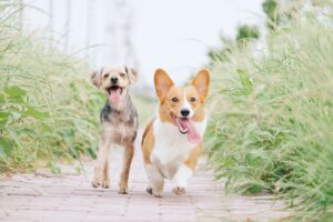 Vedligeholdelse af en hundesaks